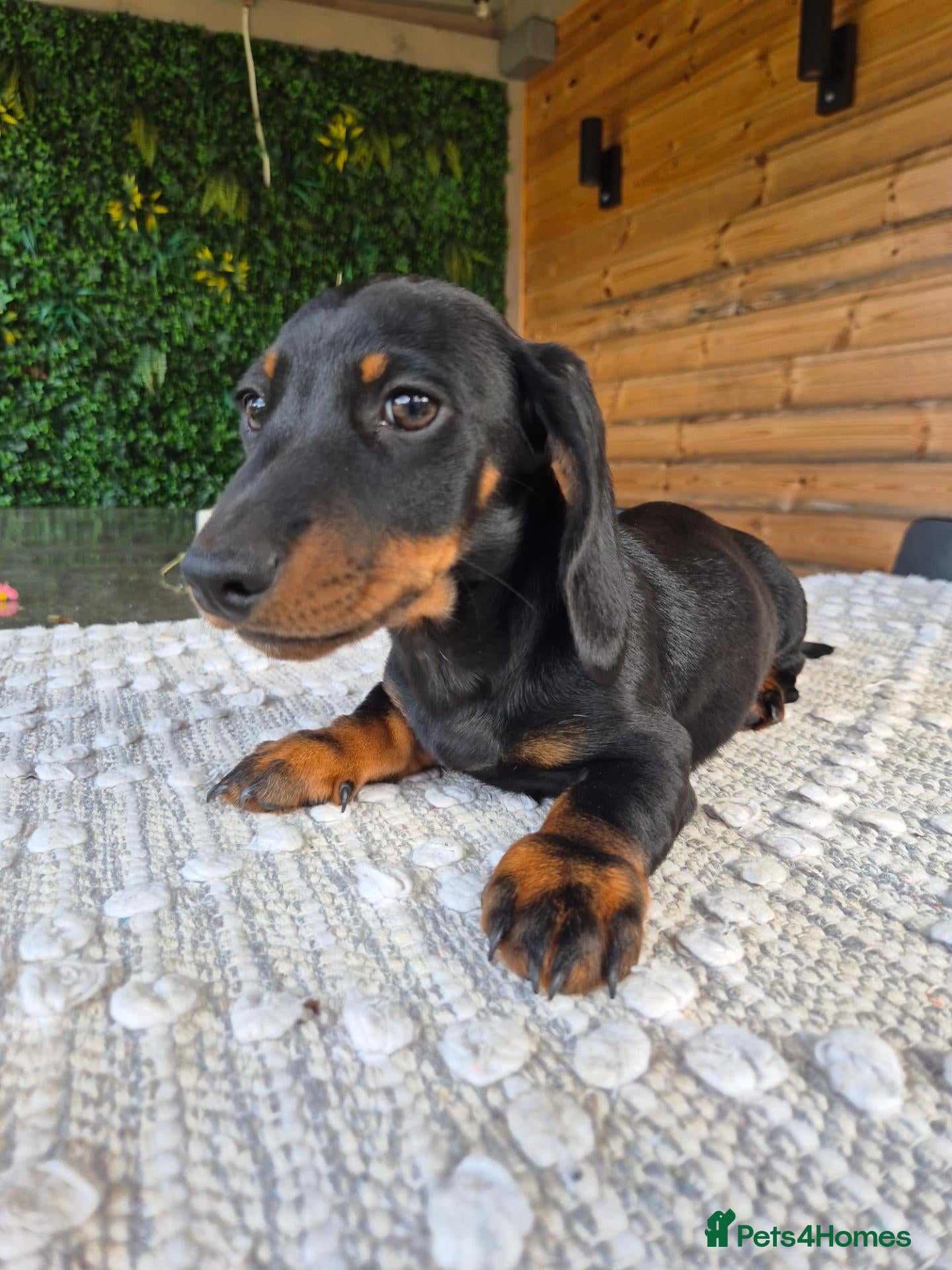 Miniature Dachshund dogs Miniature Dachshund Ready to leave!1 BOY LEFT!💙 - Advert 13