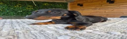 Miniature Dachshund dogs for sale: Miniature Dachshund.Fully vaccinated.Ready t leave - Advert 14