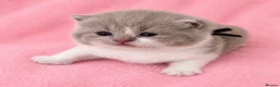 British Shorthair cats for sale: Supreme Champion GCCF British Shorthair kittens - Advert 3