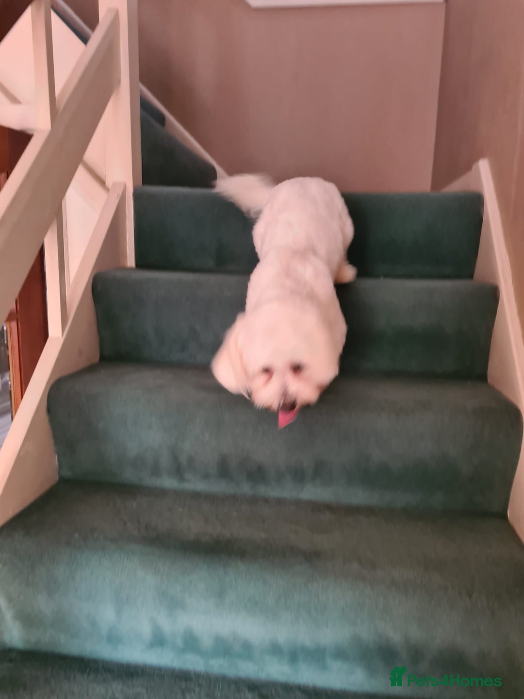 Maltese dogs for sale: Maltese Male 16 month old - Advert 9