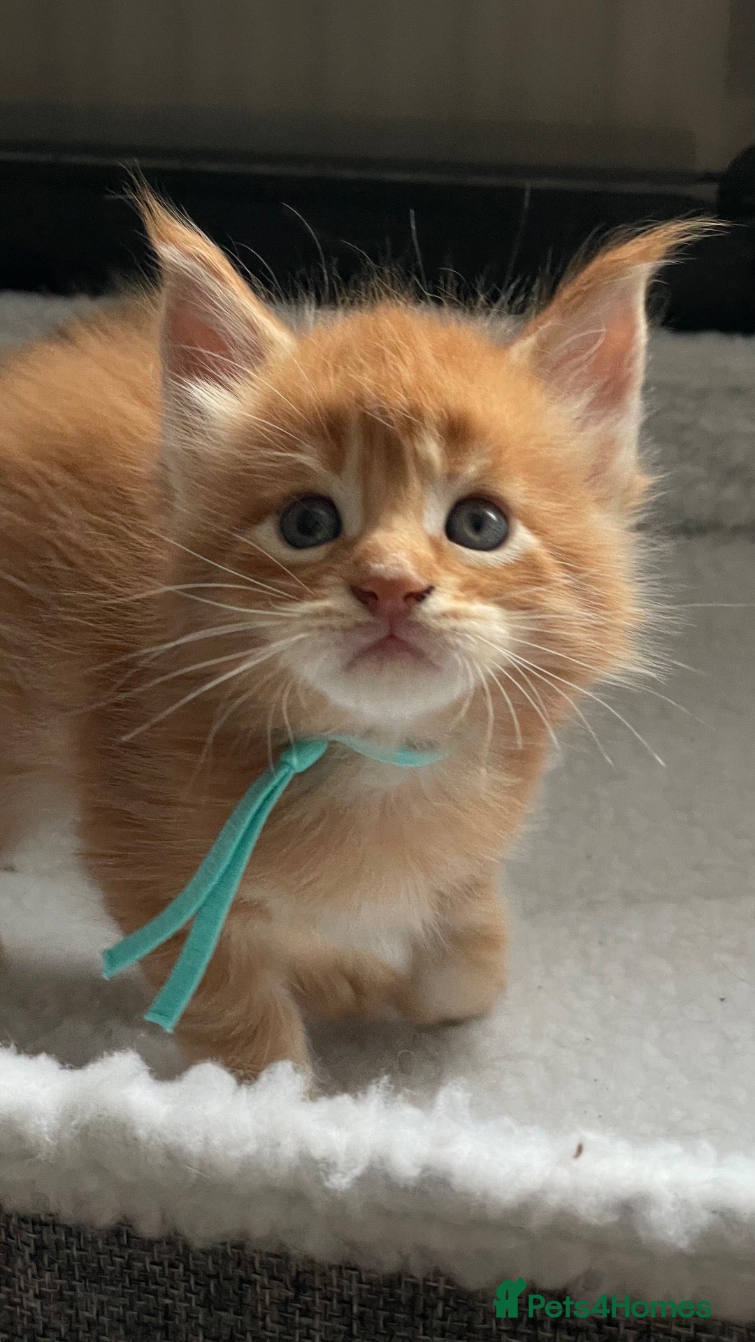 Maine Coon cats Beautiful Maine Coon Kittens – Raised with Love ❤️ - Advert 2