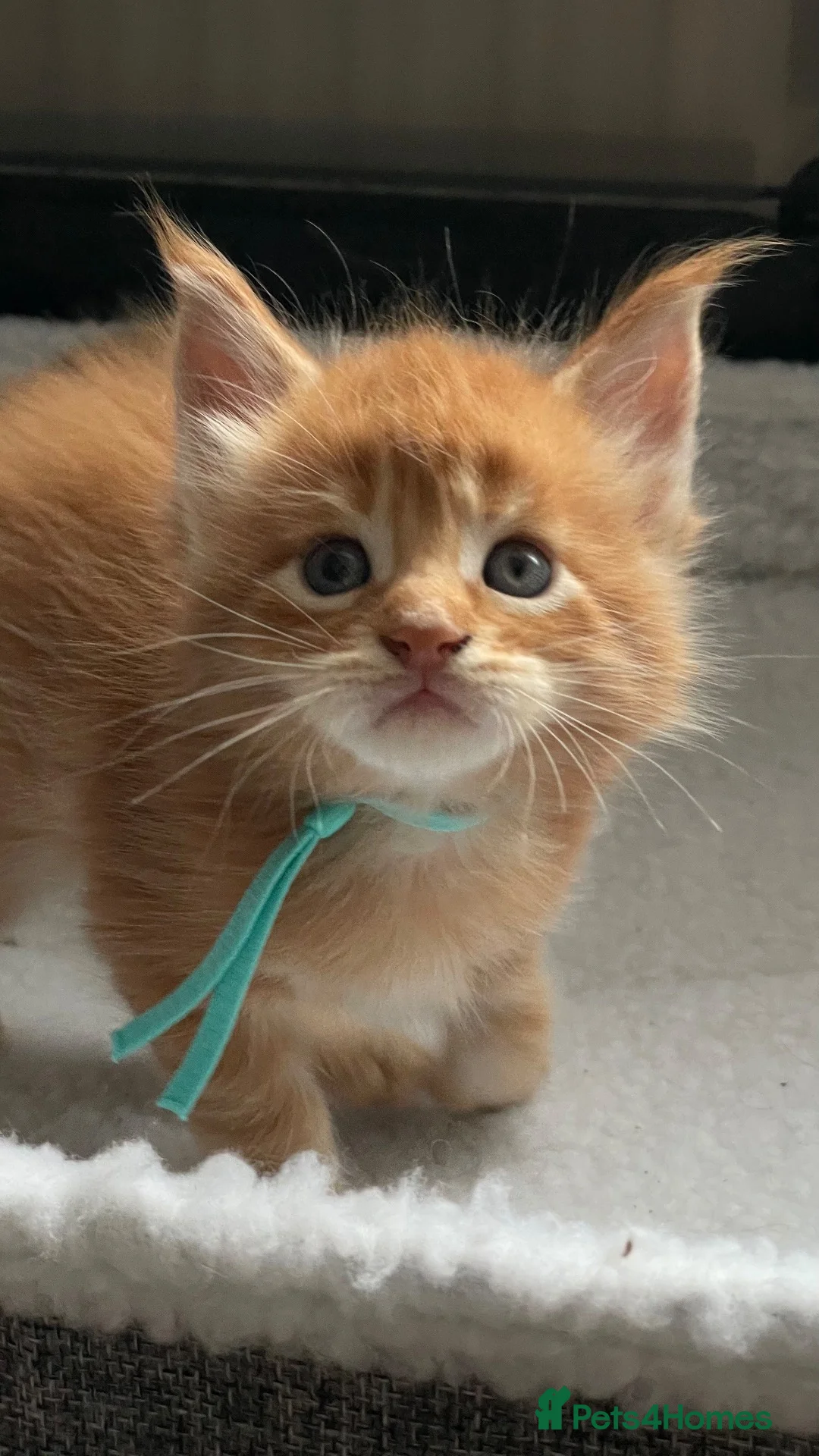 Maine Coon cats for sale: Beautiful Maine Coon Kittens – Raised with Love ❤️ - Advert 2
