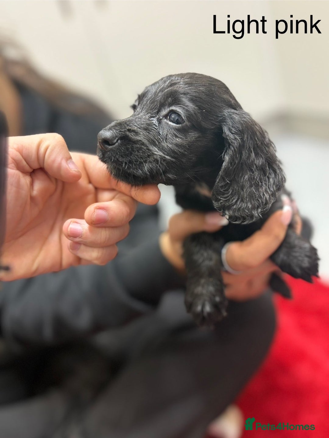 Cocker Spaniel dogs for sale: Working cocker spaniel puppies - Image 7