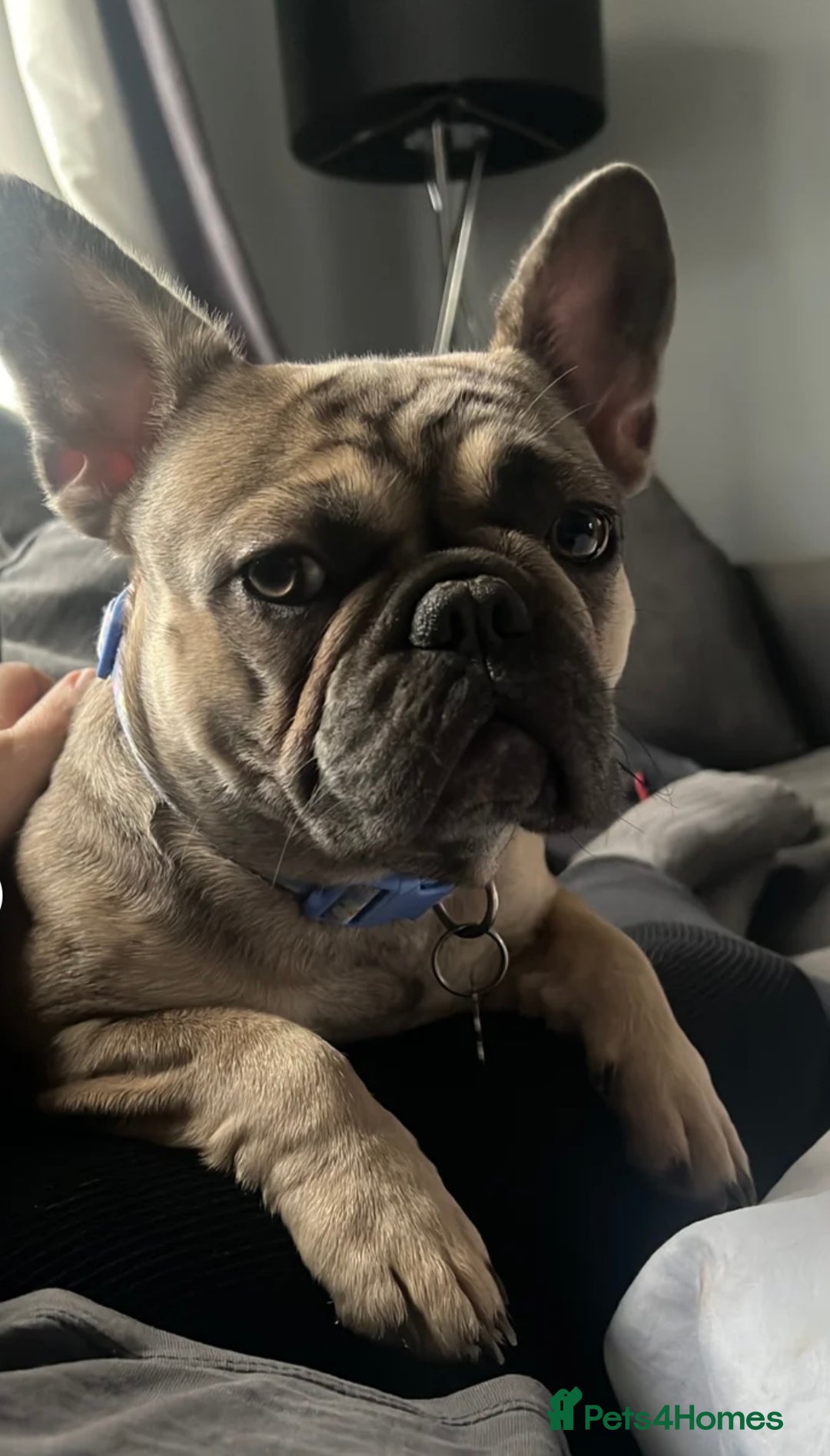 French Bulldog dogs for sale: 1 year old female blue fawn French bulldog  - Advert 6