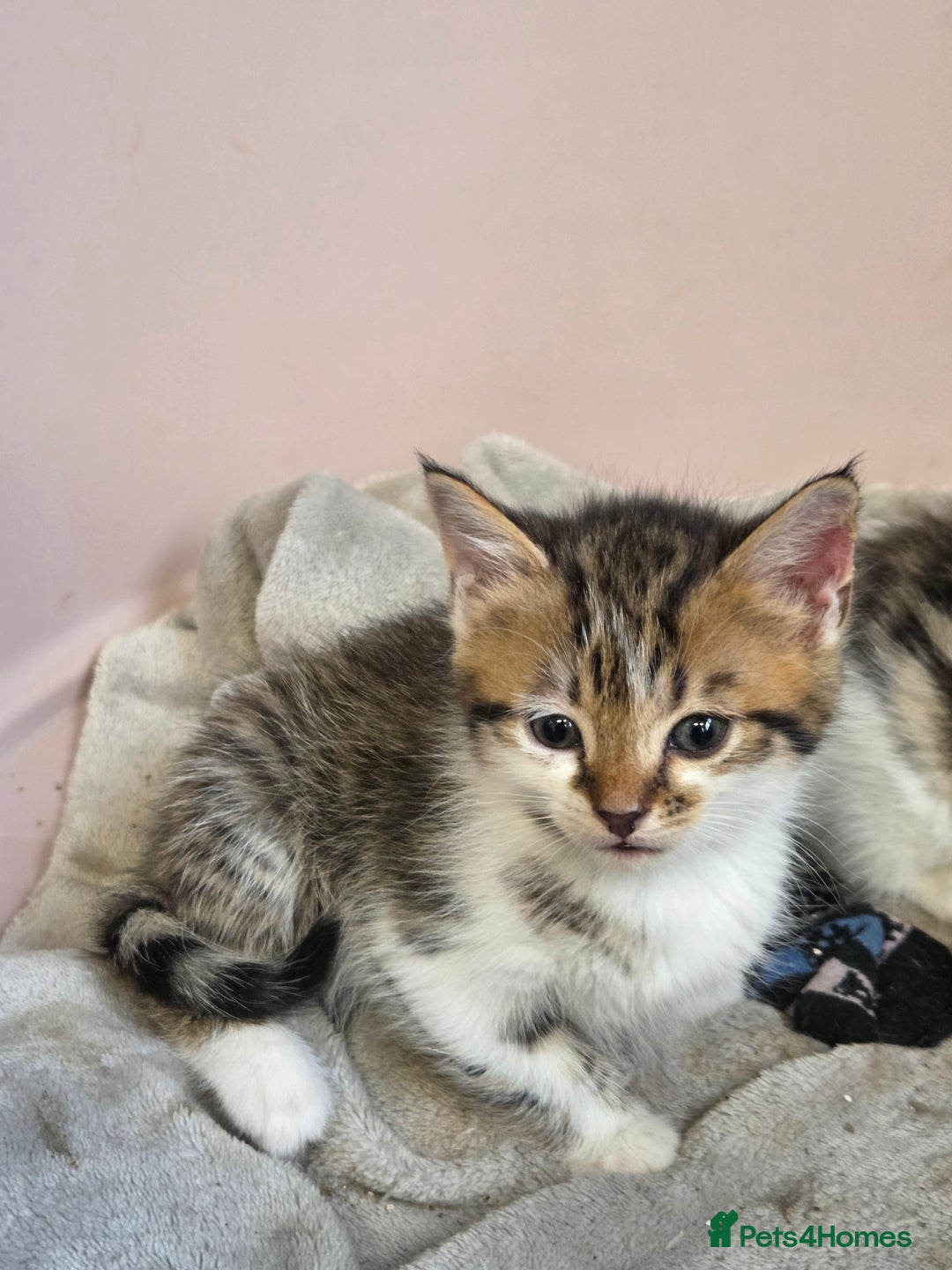 Mixed Breed cats for sale: 2 female 2 male kittens available - Advert 1