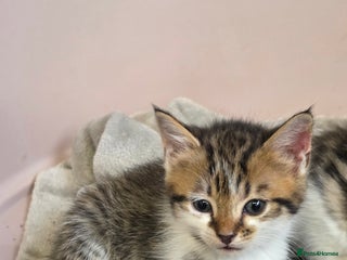 Mixed Breed cats 2 female 2 male kittens available - Advert 1