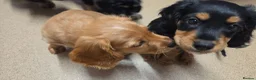 Cavapoo dogs for sale: Cavalier king Charles puppies 9 weeks old in Littlehampton - Advert 2
