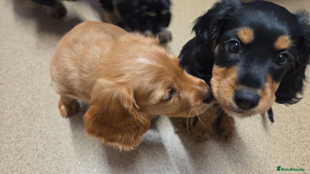 Cavapoo dogs for sale: Cavalier king Charles puppies 9 weeks old in Littlehampton - Advert 2