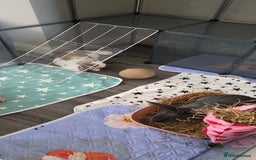 Rex rabbits for sale: 2 female rabbits - Image 6