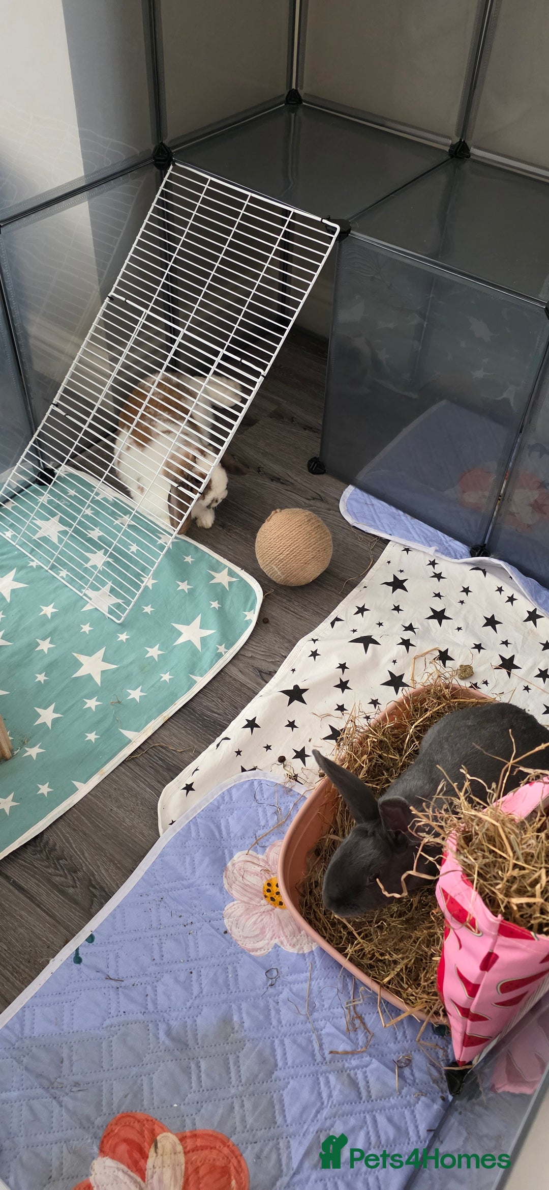 Rex rabbits for sale: 2 female rabbits - Image 6