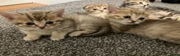 Scottish Fold cats for sale: Scottish fold and straight kittens - Advert 5