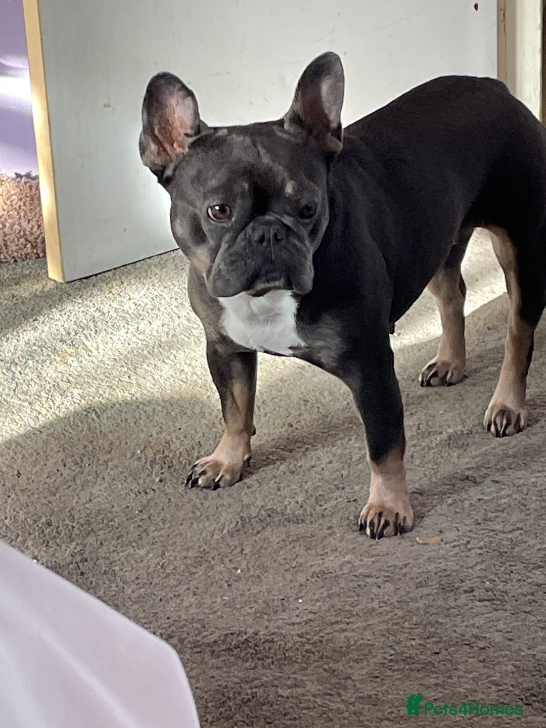 French Bulldog dogs for sale: Kc registered 12 week old French. Bulldogs  - Image 34