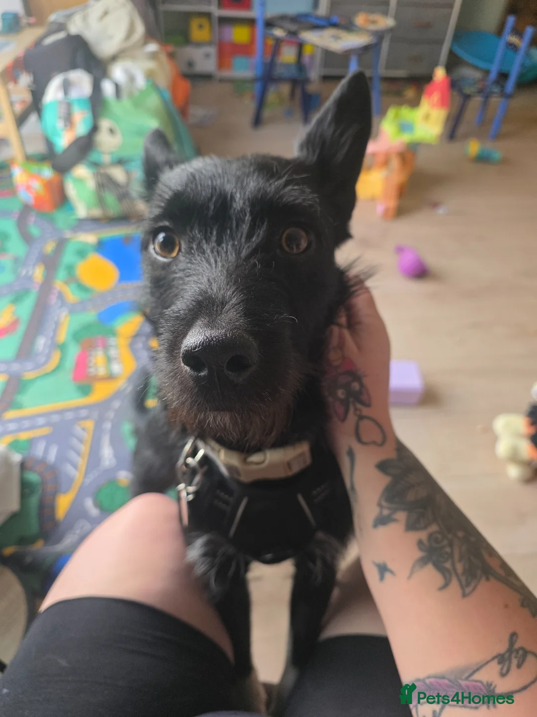 Mixed Breed dogs for sale: Pattadale x collie in Basingstoke - Advert 4