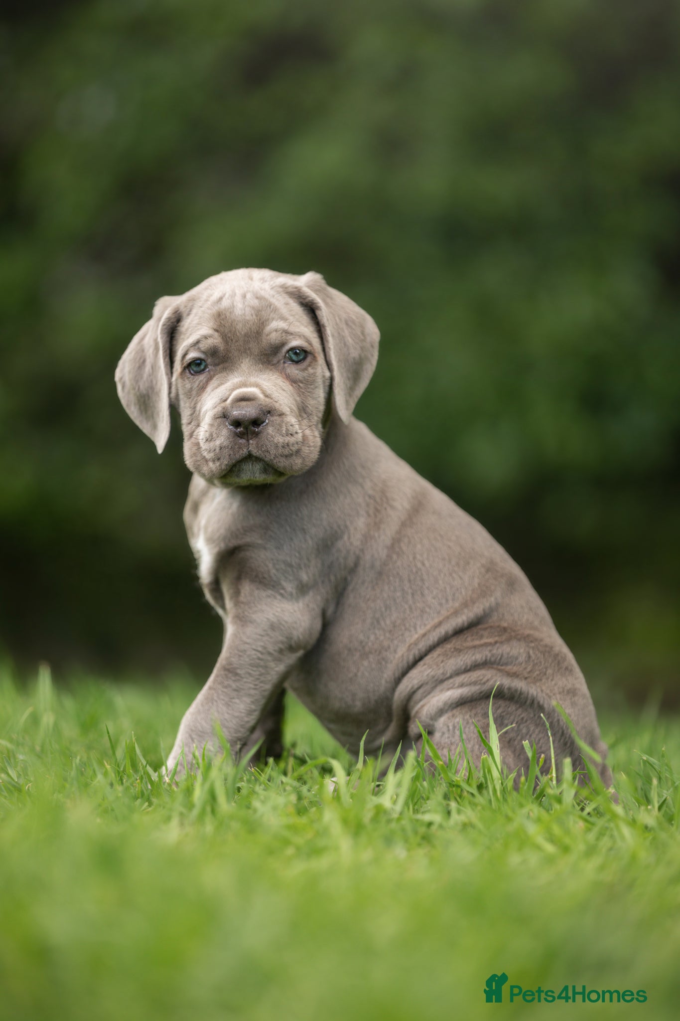 Cane Corso dogs 5 Towns Italian Cane Corso 2nd Spring litter  - Advert 2