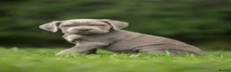 Cane Corso dogs for sale: 5 Towns Italian Cane Corso 2nd Spring litter  - Advert 2