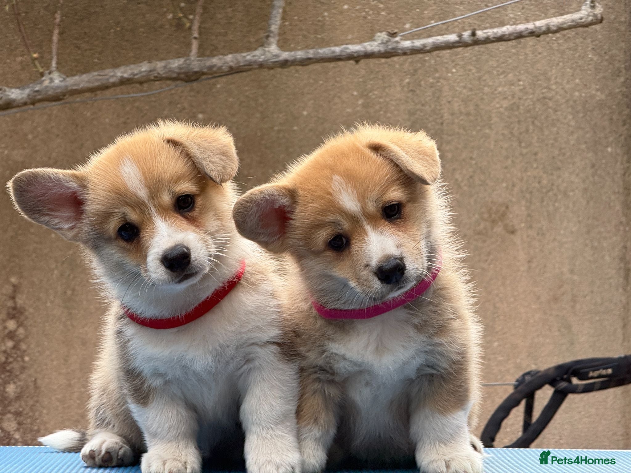 Welsh Corgi Pembroke dogs Champion Sired Corgi Pembroke puppies available  - Advert 4
