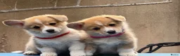 Welsh Corgi Pembroke dogs for sale: Champion Sired Corgi Pembroke puppies available  - Advert 1