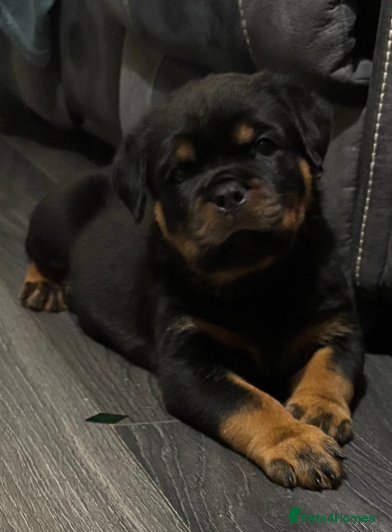 Rottweiler dogs Top Quality KC Health Tested Rottweiler Puppies  - Advert 17