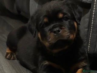 Rottweiler dogs Top Quality KC Health Tested Rottweiler Puppies - Advert 17