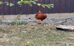 Chickens poultry for sale: Male and female chicken for sale  - Image 2