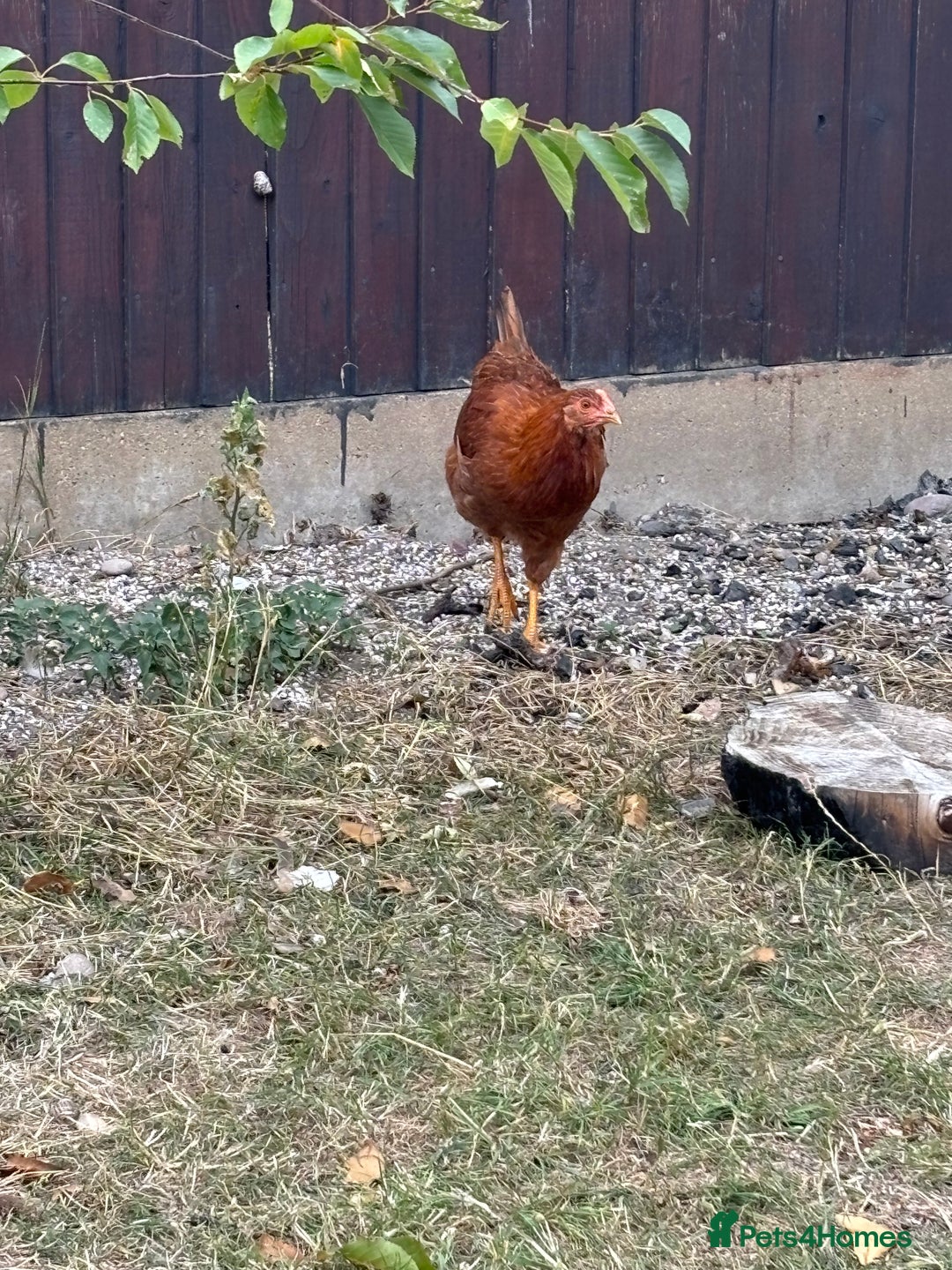 Chickens poultry for sale: Male and female chicken for sale  - Image 2