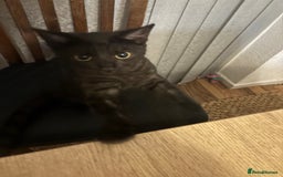 British Shorthair cats for sale: British Short hair - Advert 5