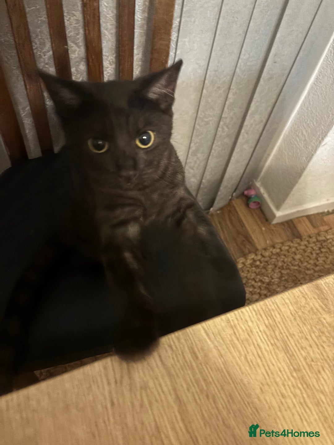 British Shorthair cats for sale: British Short hair - Advert 5