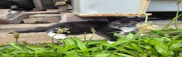 Mixed Breed cats for sale: Farm kittens  - Advert 6