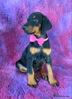Dobermann dogs KC REGISTERED HEALTH TESTED EUROPEAN DOBERMAN PUPS - Advert 2