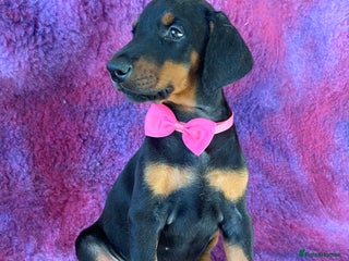 Dobermann dogs KC REGISTERED HEALTH TESTED EUROPEAN DOBERMAN PUPS - Advert 6