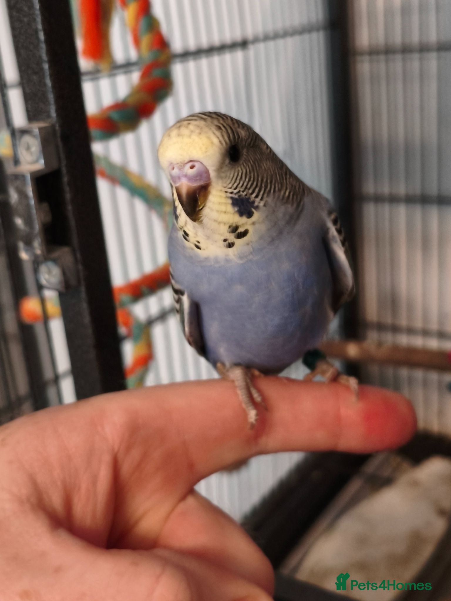Budgerigars birds Baby Budgies - ready to leave now - Advert 2