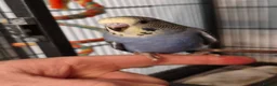 Budgerigars birds for sale: Baby Budgies - ready to leave now - Advert 1