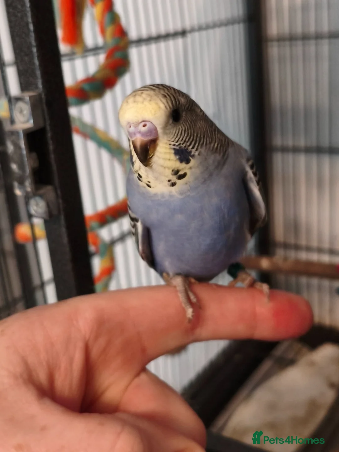 Budgerigars birds for sale: Baby Budgies - ready to leave now - Advert 1