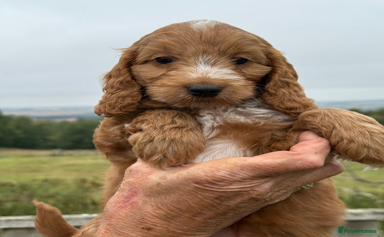 Cockapoo dogs - Advert 2
