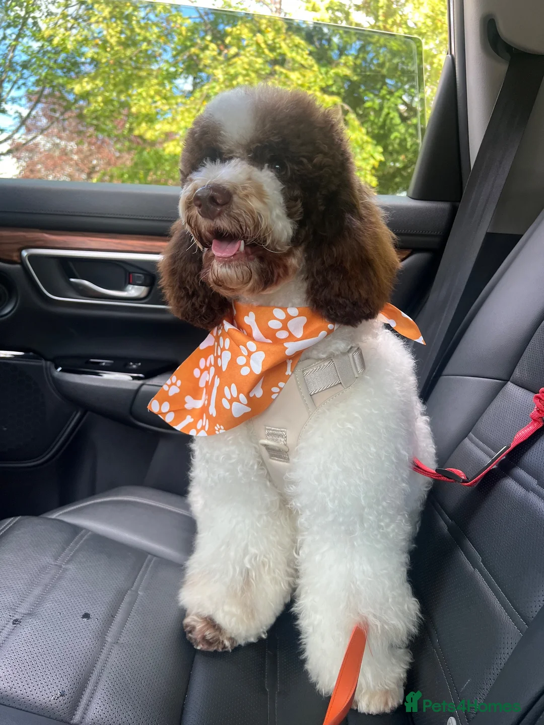 Miniature Poodle dogs for sale: Very Special Miniature Poodle💛  - Advert 1
