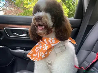 Miniature Poodle dogs Very Special Miniature Poodle💛 - Advert 2