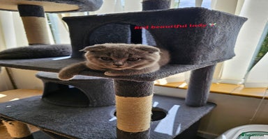Scottish Fold cats - Advert 7