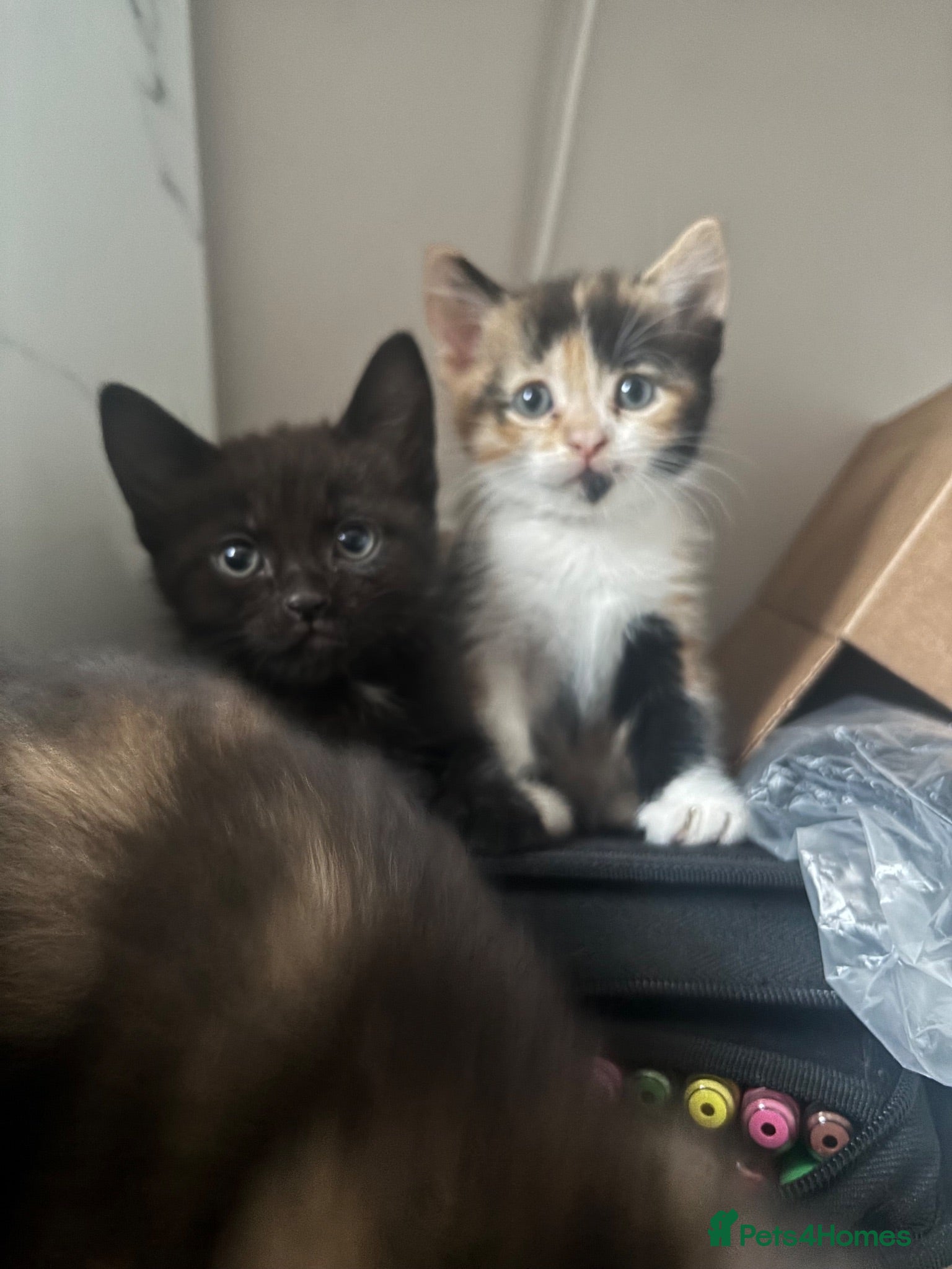Mixed Breed cats cute kittens - Advert 15