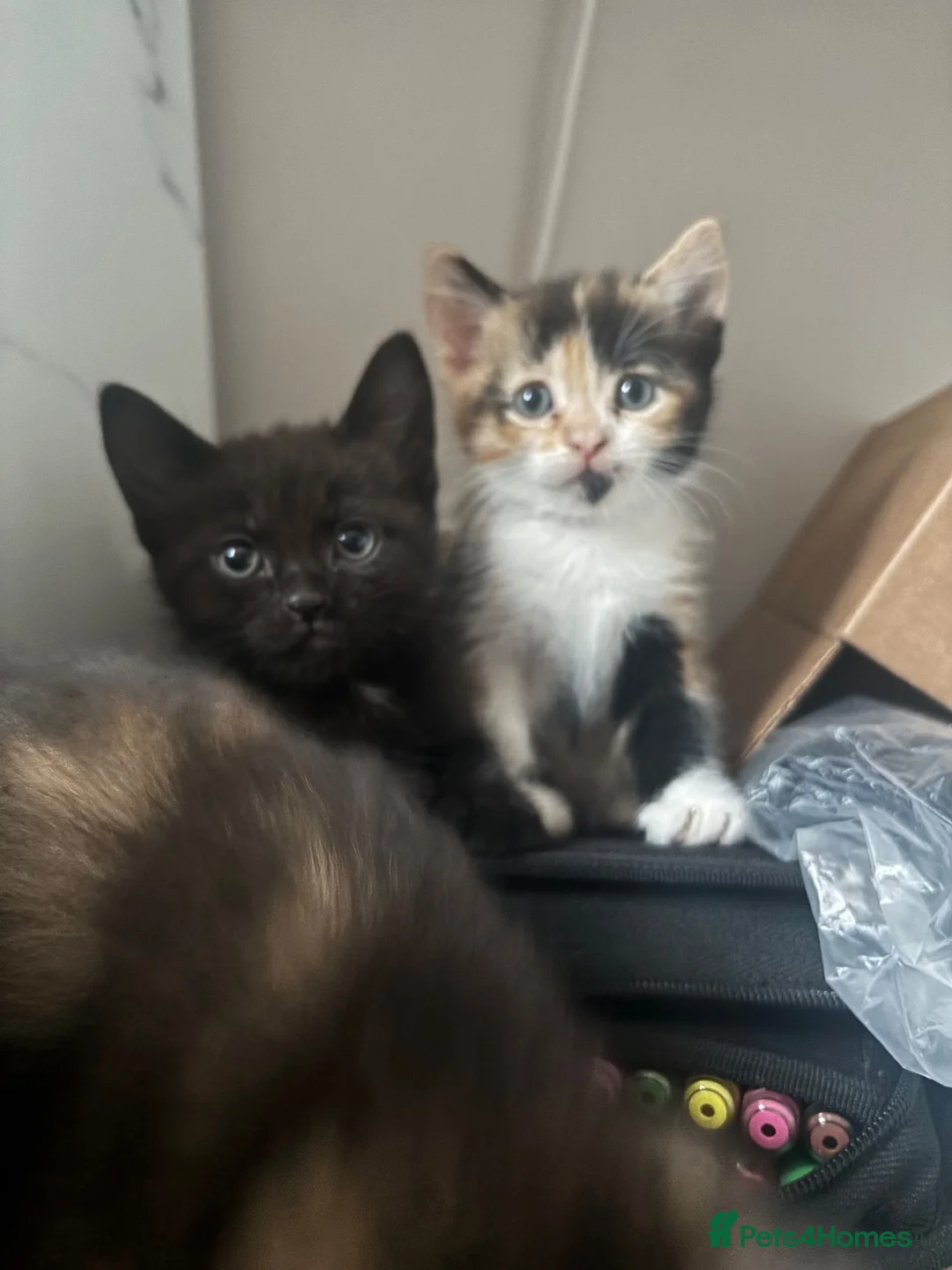 Mixed Breed cats for sale: cute kittens in Spalding - Advert 1
