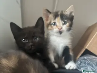 Mixed Breed cats cute kittens - Advert 15