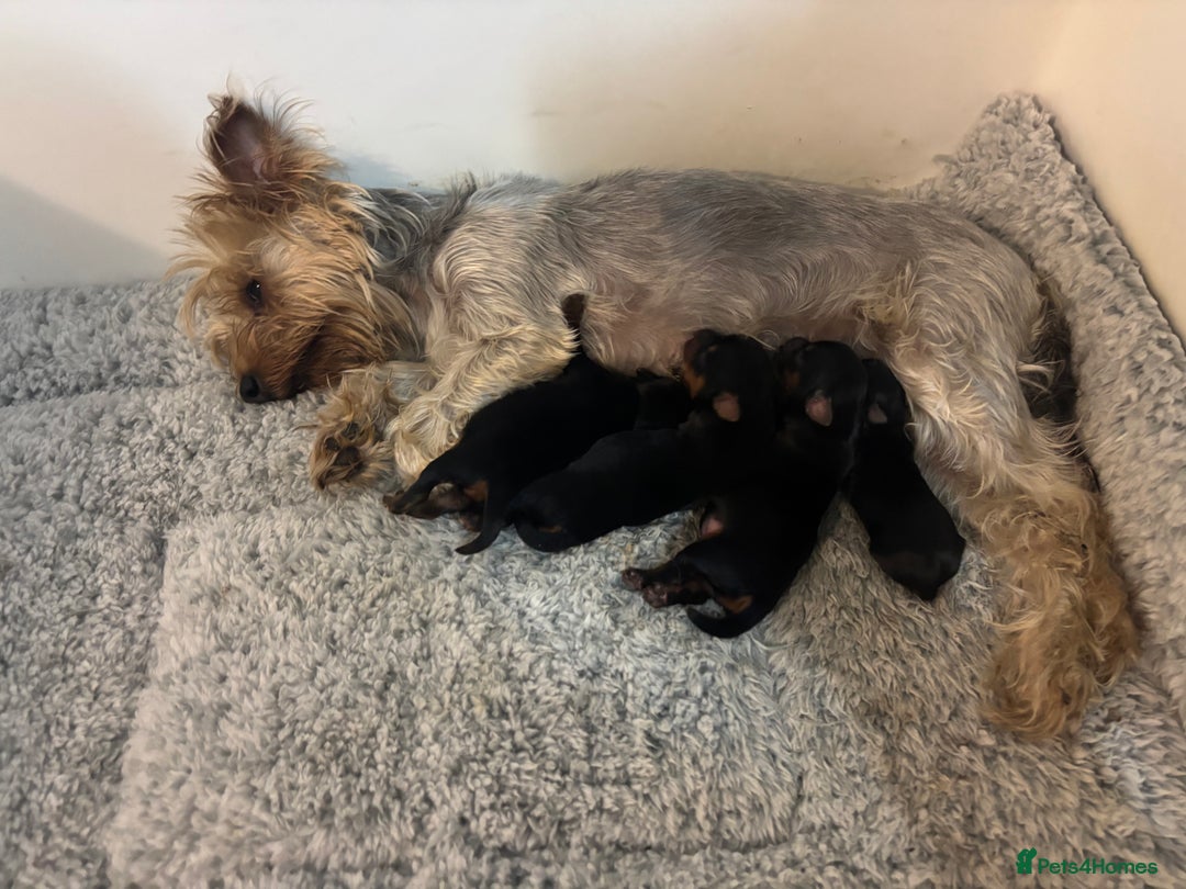 Yorkshire Terrier dogs for sale: Beautiful Yorkshire terrier puppies - Image 7