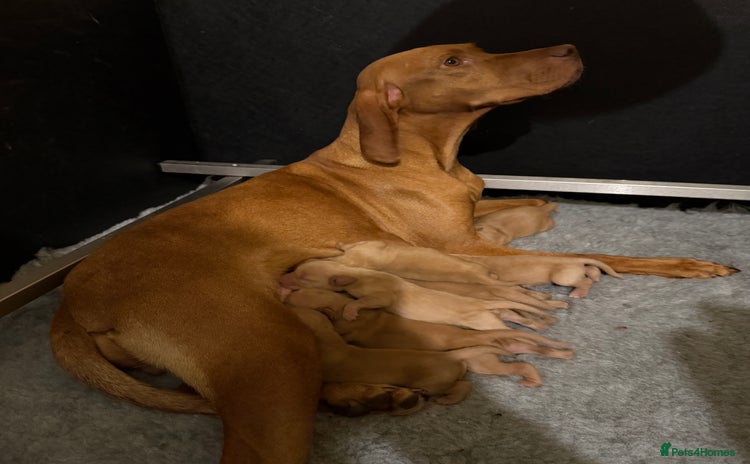 Hungarian Vizsla dogs - Advert 1