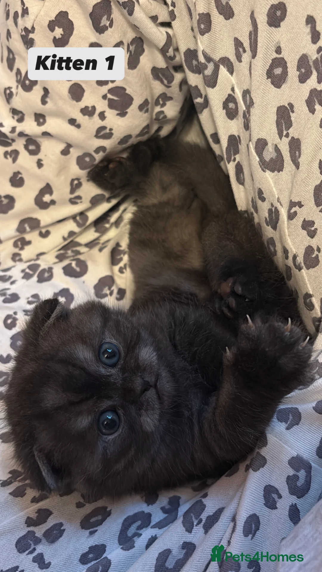 Scottish Fold cats for sale: Adorable Scottish Fold✨ in London - Advert 1