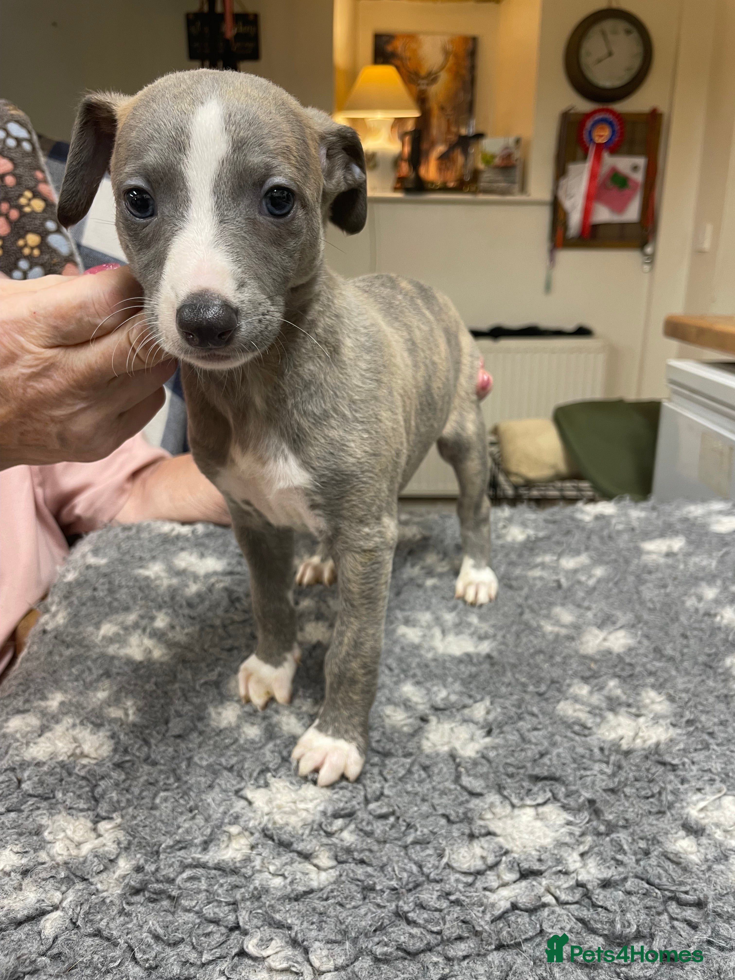 Whippet dogs 2 dog pups  - Advert 1