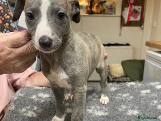 Whippet dogs 2 dog pups - Advert 1