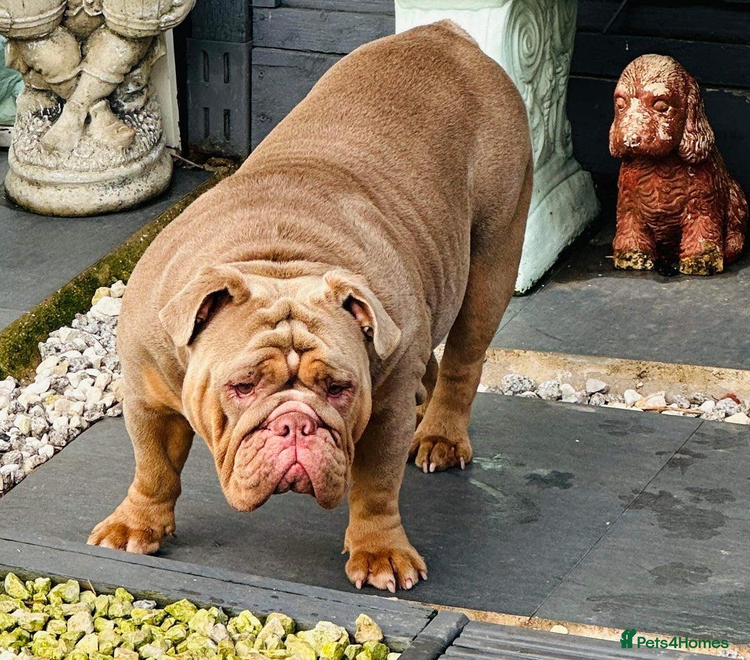 English Bulldog dogs for sale: Our girls looking for a warm sofa and full love ❤️ - Advert 26