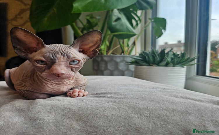 Sphynx cats - Advert 5