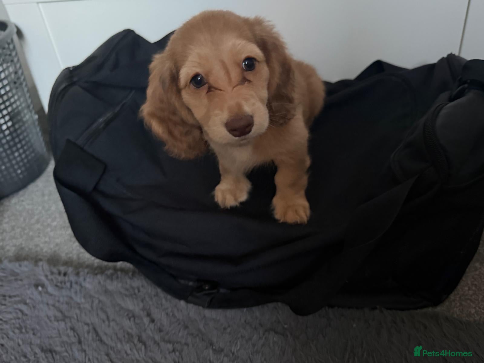 Dachshund dogs 2x Long haired dachshunds - Advert 17