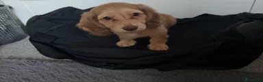 Dachshund 2