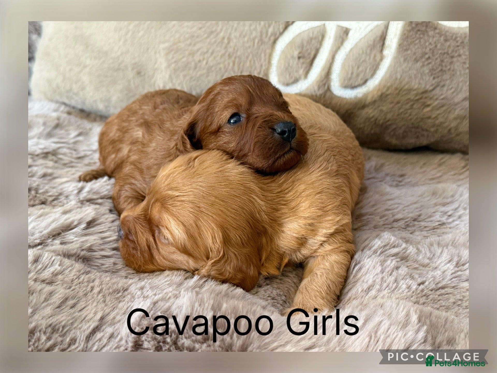 Cavapoo dogs Stunning coloured F1 Cavapoo’s - Advert 1